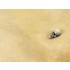 Diorama Series Acrylic Terrains - Desert Sand (250ml)