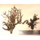 Trees/Tree Branches - natural bonsai tree branches for all scales