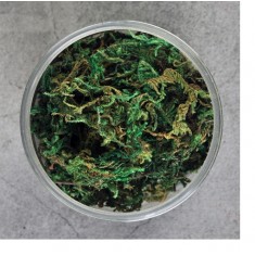 Ground Cover Long Grass/Shrub/Thorns #Green (500ml)