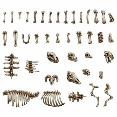 1/48 Resin Animal Bones for Dioramas