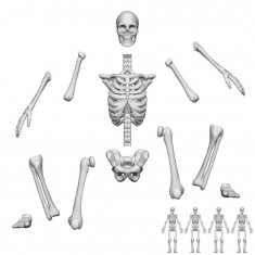 1/35 Resin Positionable Human Skeletons for Dioramas (3D Printed)