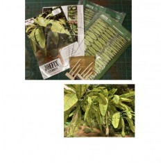 1/35 Banana Tree Set