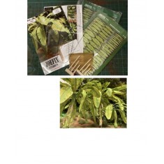 1/72 Banana Tree Set