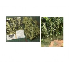 Long Green Leaf Plants for All Scales
