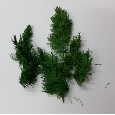 Fine Bush for All Scales