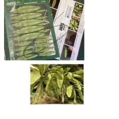 1/35 Banana Leaf #1