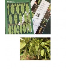 1/48-1/35 Banana Leaf