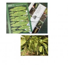 1/35-1/32 Banana Leaf B (120mm)