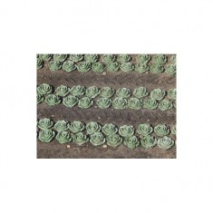 1/32, 1/35 Lettuce, 49x