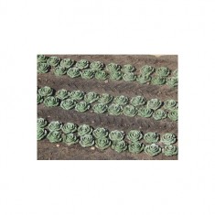 1/45, 1/50 Lettuce, 240x