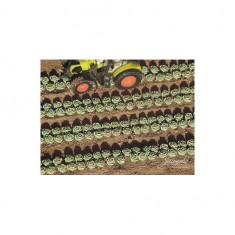 1/87 Lettuce, 225x