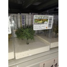 Small Tree # Medium Green 2 (3pcs, each 60-80mm)