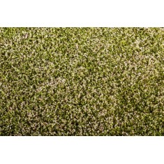 [Argo-Line] Grass Mat - Clover Blooming (Size: 18x28cm)