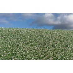 Blooming Poppy Field Grass Mat (Size: 18 x 28 cm)