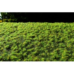 Small Spring Grass Turfs (Size of Sheet: 18x28cm, Grass: 2mm)