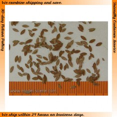 1/32, 1/35 Universal Leaves - Extra Colours, Autumn (160pcs)