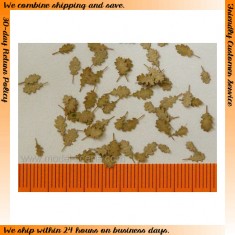 1/32, 1/35 Oak Leaves - Dry (80pcs)
