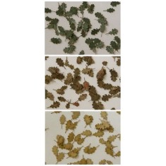 1/32, 1/35 Oak Leaves - 3 Colours set (240pcs)