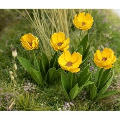 1/35 Tulip Laser-cut Vegetation kit