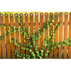1/35 Ivy (laser cut paper sheets)
