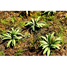 1/35, 1/48 Asian Fern (3 sheets)