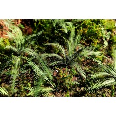 1/32, 1/35, 1/48 Tropical Fern