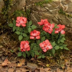 1/32 1/35 Low Vegetation - Roses