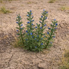 1/35 Viper's Bugloss Laser-cut Vegetation kit
