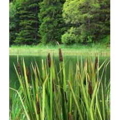 1/48 Low Vegetation - Bulrushes