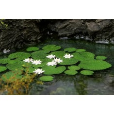 1/48 Low Vegetation - Waterlily