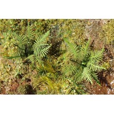 1/120 Fern (laser cut product from coloured paper)
