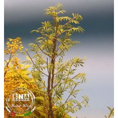 1/35 Olive - Paper Plant kit