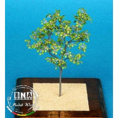 1/35 Lime Tree - Paper Plant kit