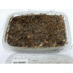 Bombed Forest (155ml)