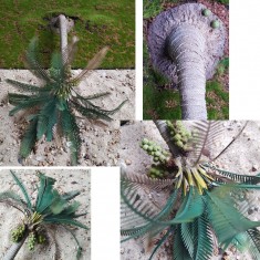 1/35, 1/48, 1/72 Lying Coconut Super Detailed Palm Tree