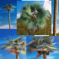 1/35, 1/48, 1/72 Palmyra Fan Super Detailed Palm Tree