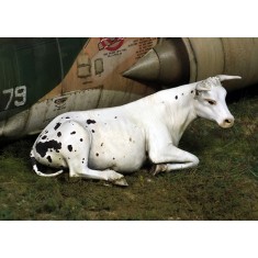 1/35 Cow - Lying Down