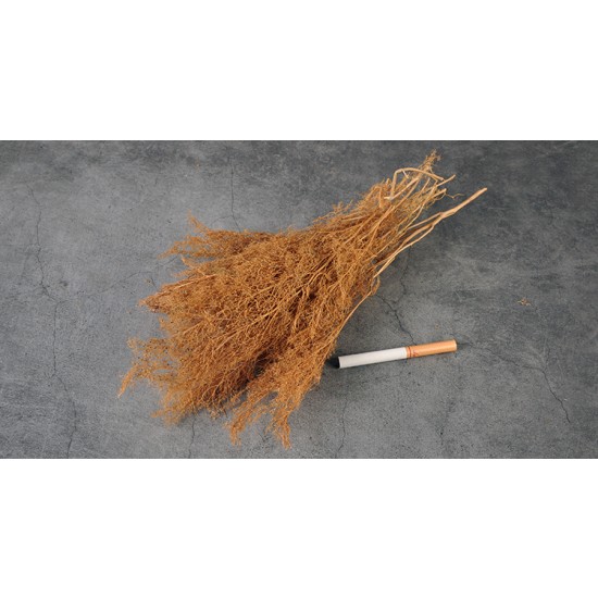 Teloxys Aristata (box: 30 x 5 x 5cm) for Making Tree Leaves Teloxys Aristata (box: 30 x 5 x 5cm) for Making Tree Leaves