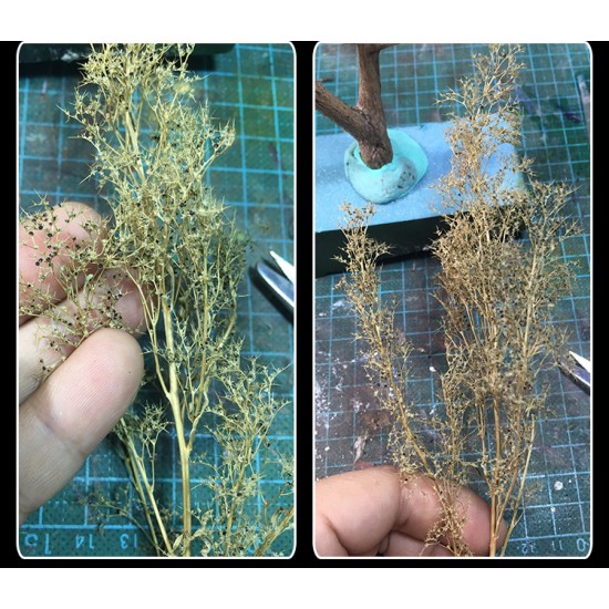 Teloxys Aristata (box: 30 x 5 x 5cm) for Making Tree Leaves Teloxys Aristata (box: 30 x 5 x 5cm) for Making Tree Leaves