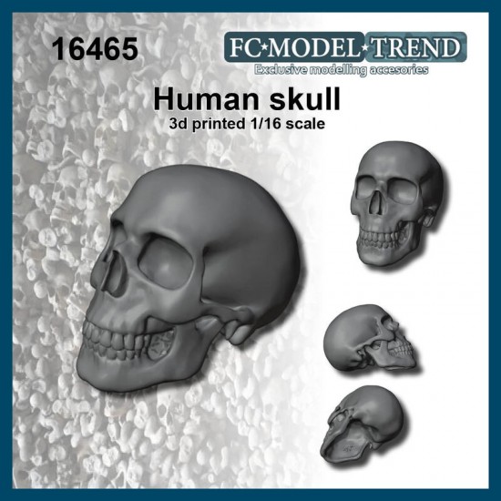 1/16 Human Skull 1/16 Human Skull