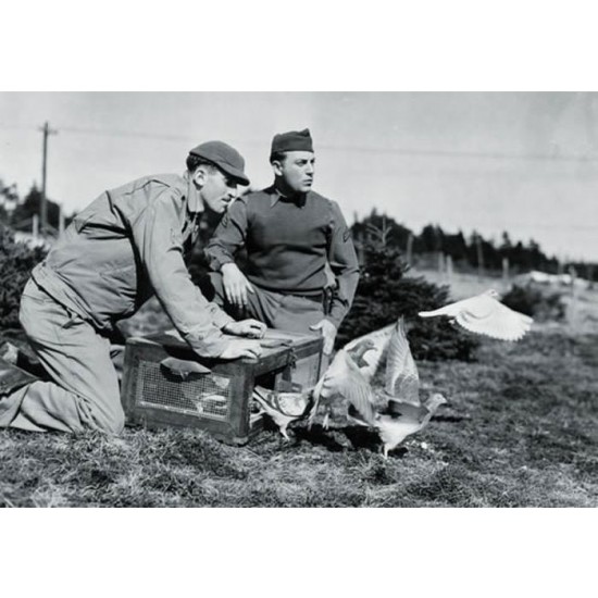 1/35 US Pigeons of War 1/35 US Pigeons of War