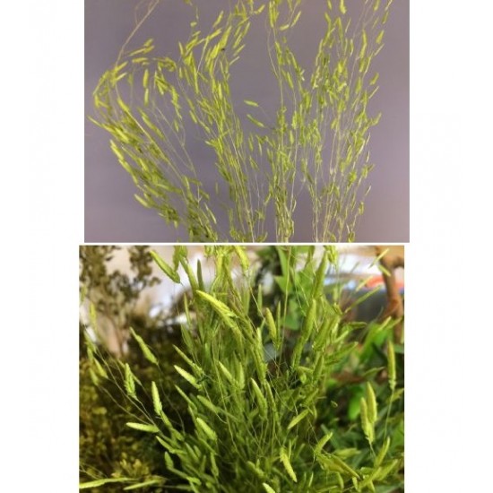 1/48, 1/35, 1/16 (54mm, 120mm Scale) Fine Green Weeds Vol.4 Long Green Grass (fine)