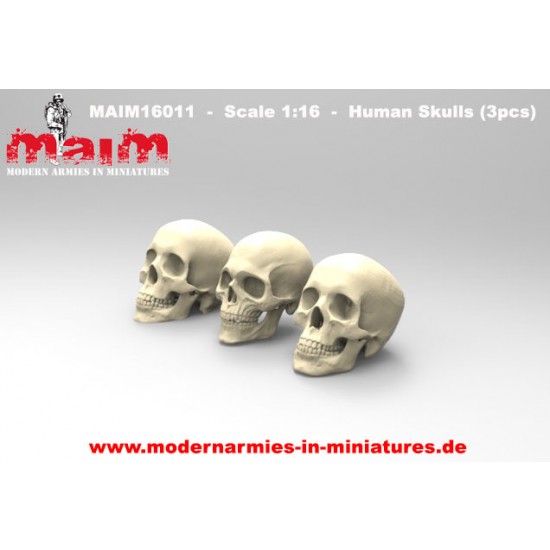1/16 Human Skulls Set