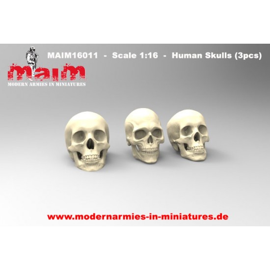 1/16 Human Skulls Set