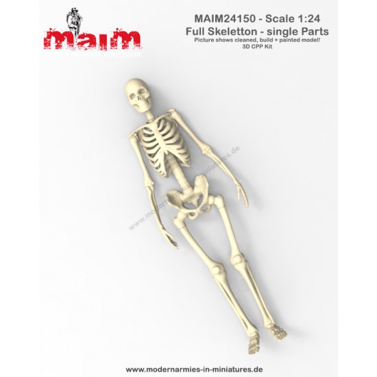 1/24 Human Skeleton Single Bones Set 1/24 Human Skeleton Single Bones Set