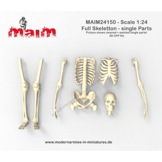 1/24 Human Skeleton Single Bones Set 1/24 Human Skeleton Single Bones Set