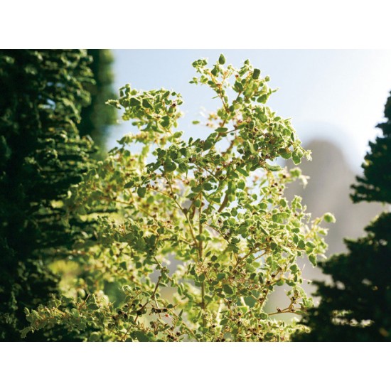 G,O,HO,TT,N,Z Scale Nature Trees G,O,HO,TT,N,Z Scale Nature Trees