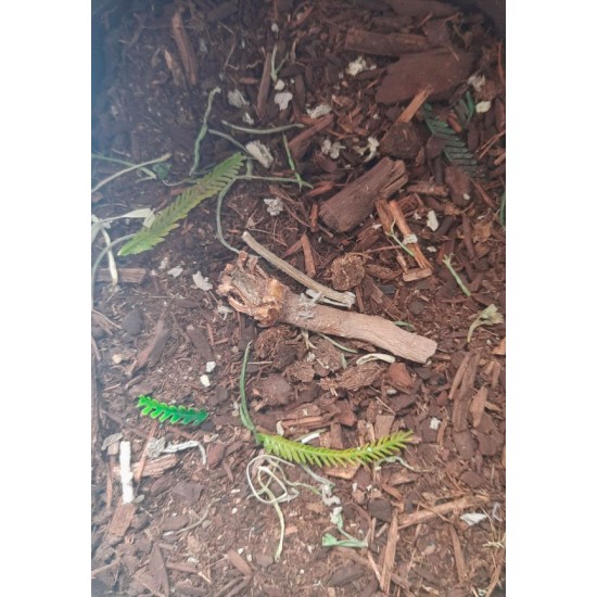 Forest Floor - 125ml Super Detailed Scenic Scatter Forest Floor - 125ml Super Detailed Scenic Scatter