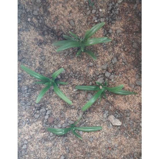 Plastic Plants - Small Weeds Dark Green Plastic Plants - Small Weeds Dark Green