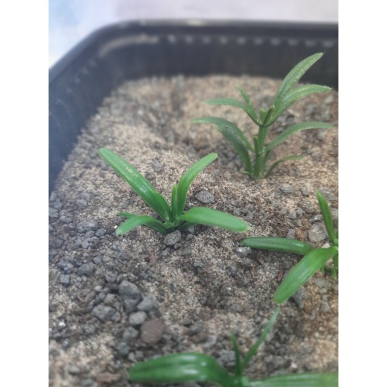 Plastic Plants - Small Weeds Dark Green Plastic Plants - Small Weeds Dark Green